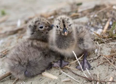 Seagulls Stock Photos