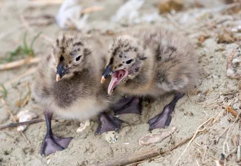 Seagulls Stock Photos