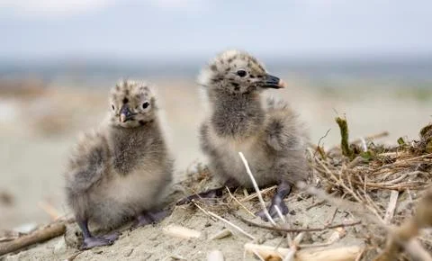 Seagulls Stock Photos