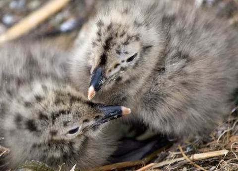 Seagulls Stock Photos