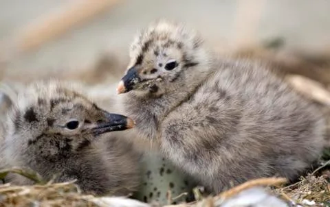 Seagulls Stock Photos