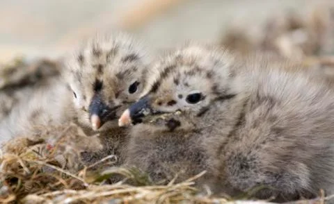 Seagulls Stock Photos