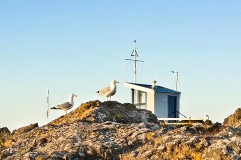 Seagulls Stock Photos