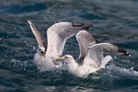 Seagulls Stock Photos