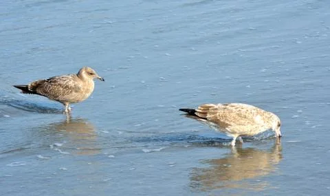 Seagulls Stock Photos