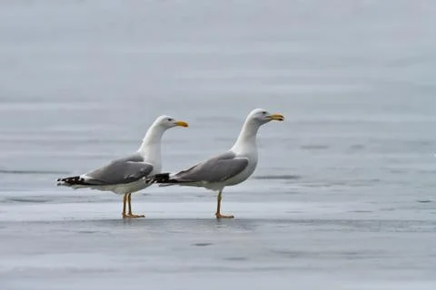 Seagulls Stock Photos