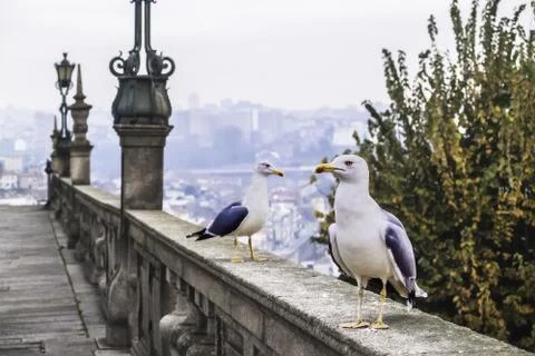 Seagulls Stock Photos