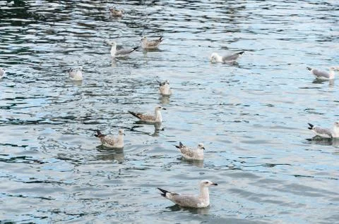 Seagulls Stock Photos