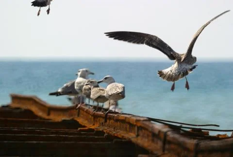 Seagulls Stock Photos