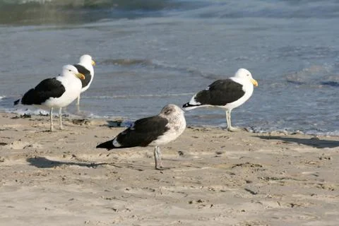 Seagulls Stock Photos