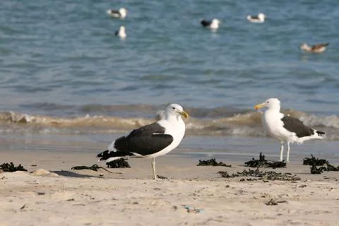 Seagulls Stock-Fotos