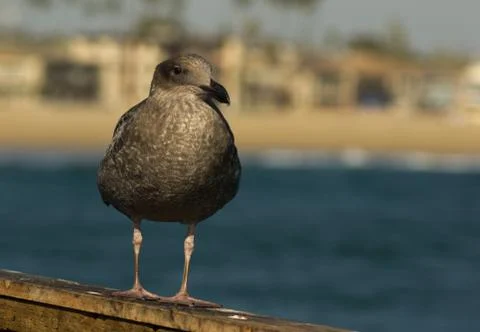 Seagulls Foto stock