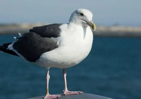 Seagulls Stock Photos