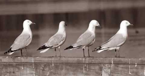 Seagulls Stock-Fotos