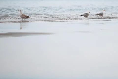 Seagulls Stock Photos