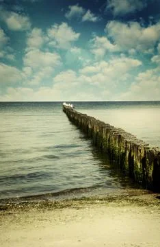 Seagulls Stock Photos