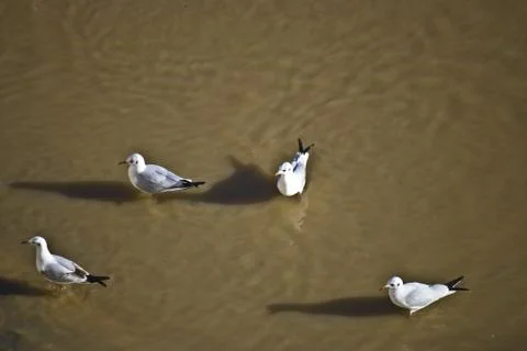 Seagulls Stock Photos