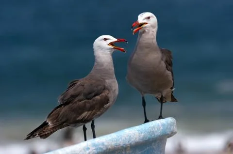 Seagulls Stock Photos