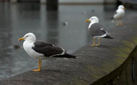Seagulls Stock Photos