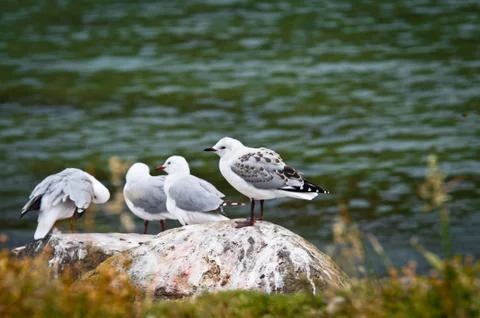 Seagulls Stock Photos