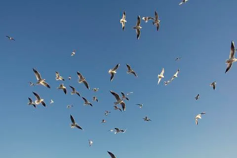 Seagulls Stock Photos