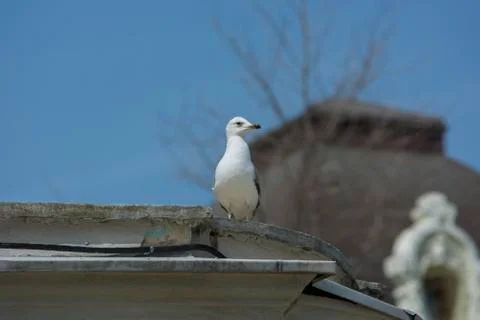 Seagulls Stock Photos