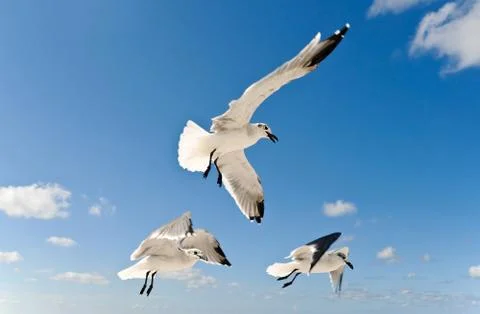 Seagulls Foto stock