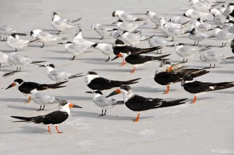 Seagulls Stock Photos
