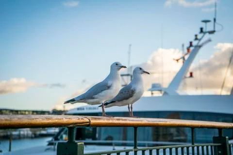 Seagulls Stock Photos