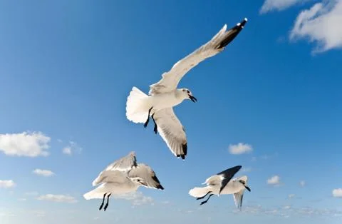 Seagulls Stock Photos