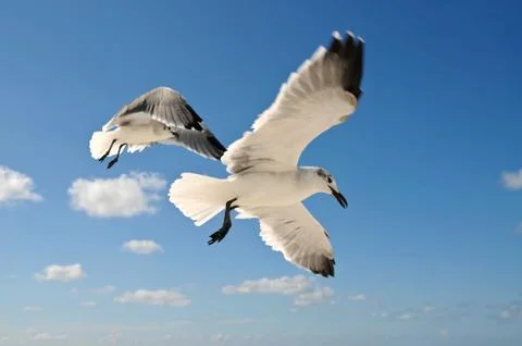 Seagulls Stock Photos