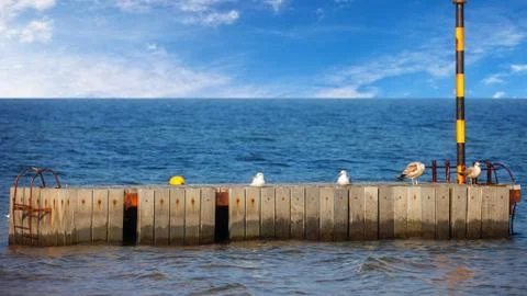 Seagulls Stock Photos