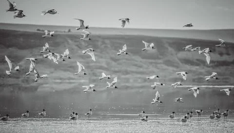 Seagulls Stock Photos