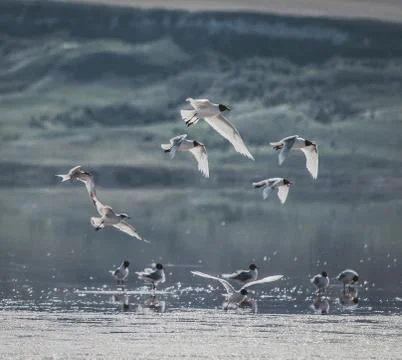 Seagulls Stock Photos
