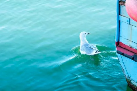 Seagulls Stock Photos