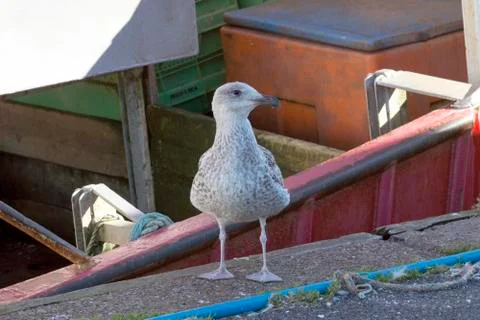 Seagulls Stock Photos