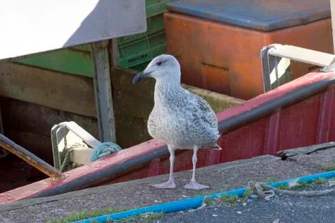 Seagulls Stock Photos