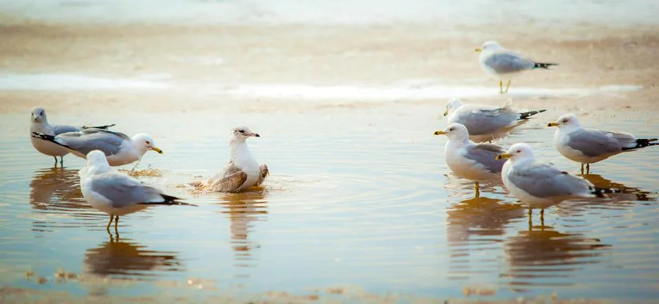 Seagulls Stock Photos