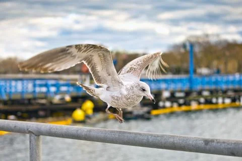 Seagulls Stock Photos