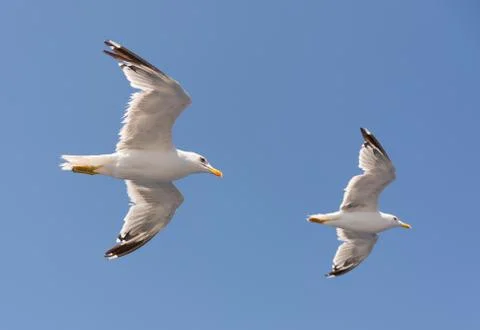 Seagulls Stock Photos