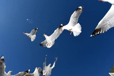 Seagulls Stock Photos