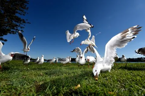 Seagulls Foto stock