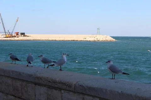 Seagulls Stock Photos
