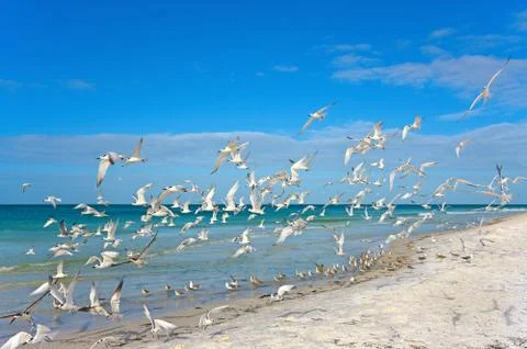 Seagulls Stock Photos