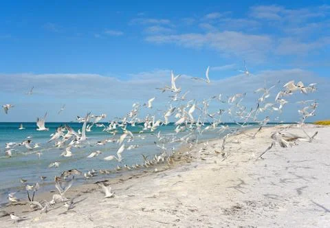 Seagulls Stock Photos