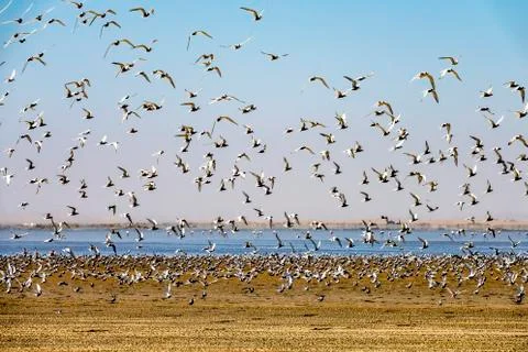The seagulls Stock Photos