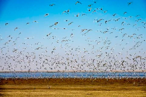 The seagulls Stock Photos