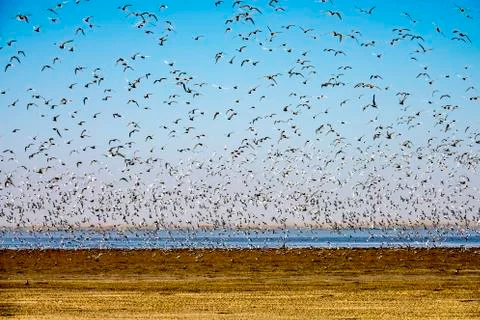 The seagulls Stock Photos