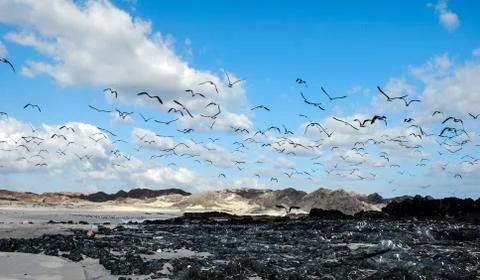 Seagulls Stock Photos