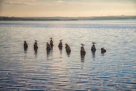 Seagulls Stock Photos